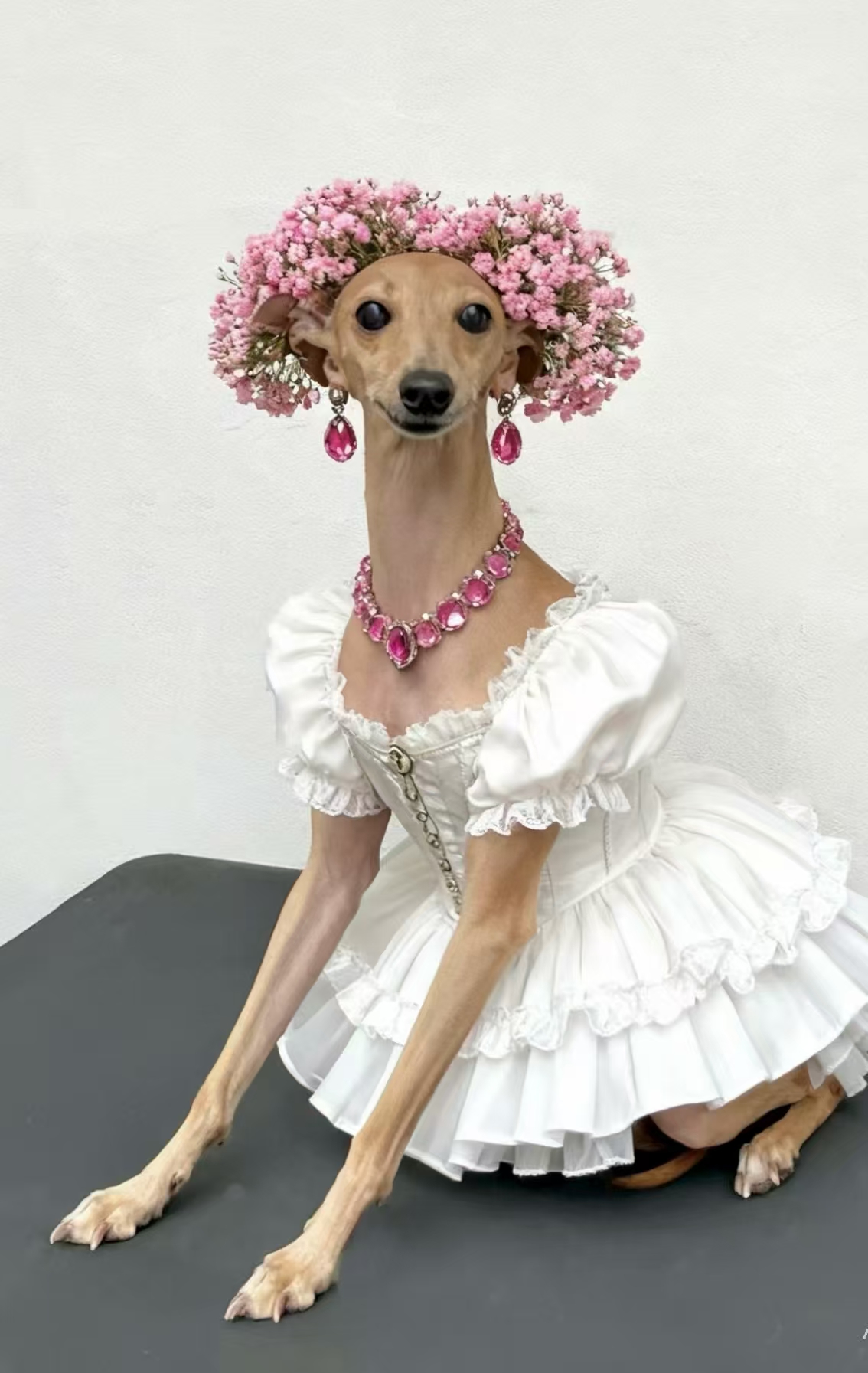 时尚博主 :狗界扛把子 