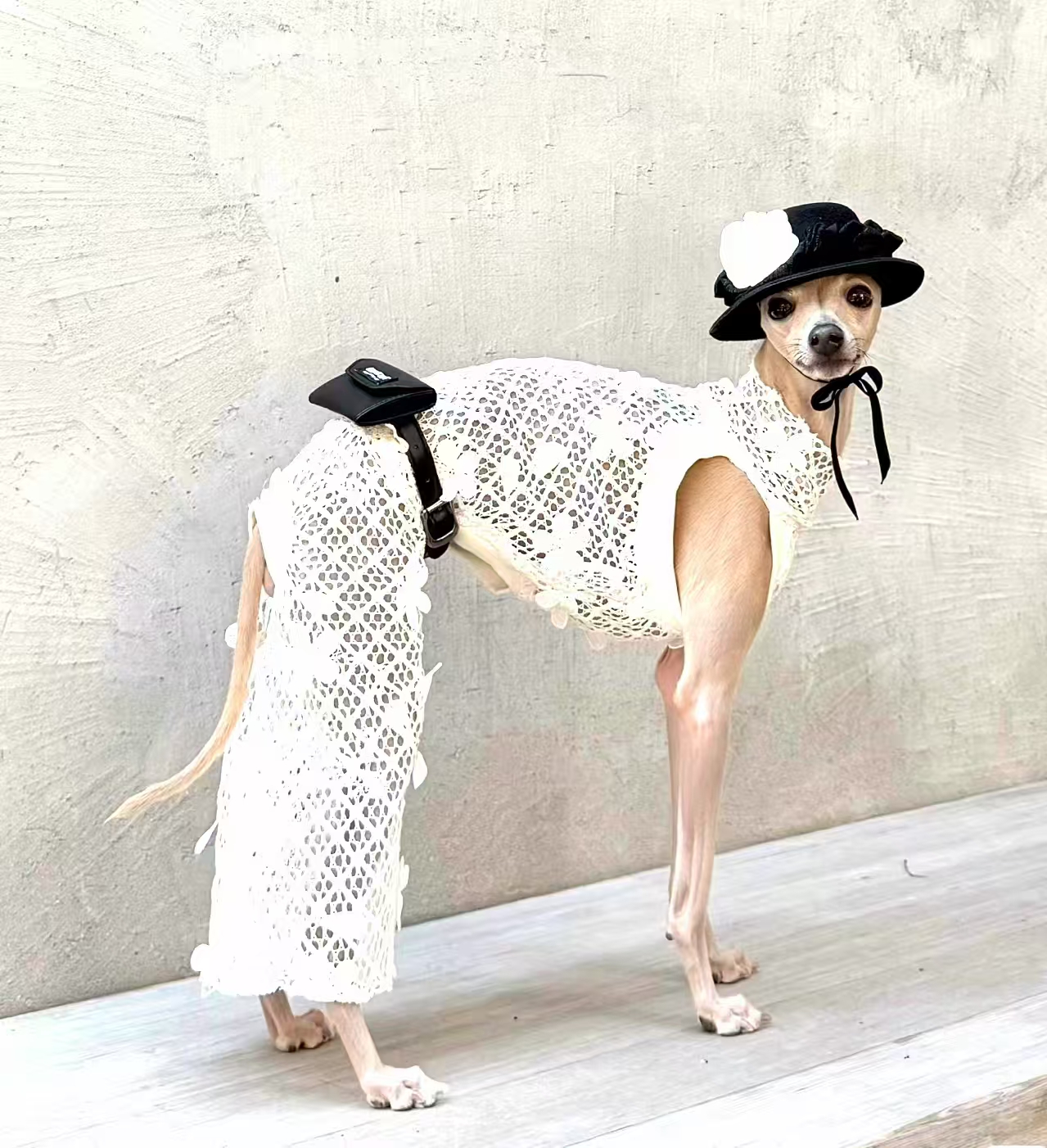 时尚博主 :狗界扛把子 