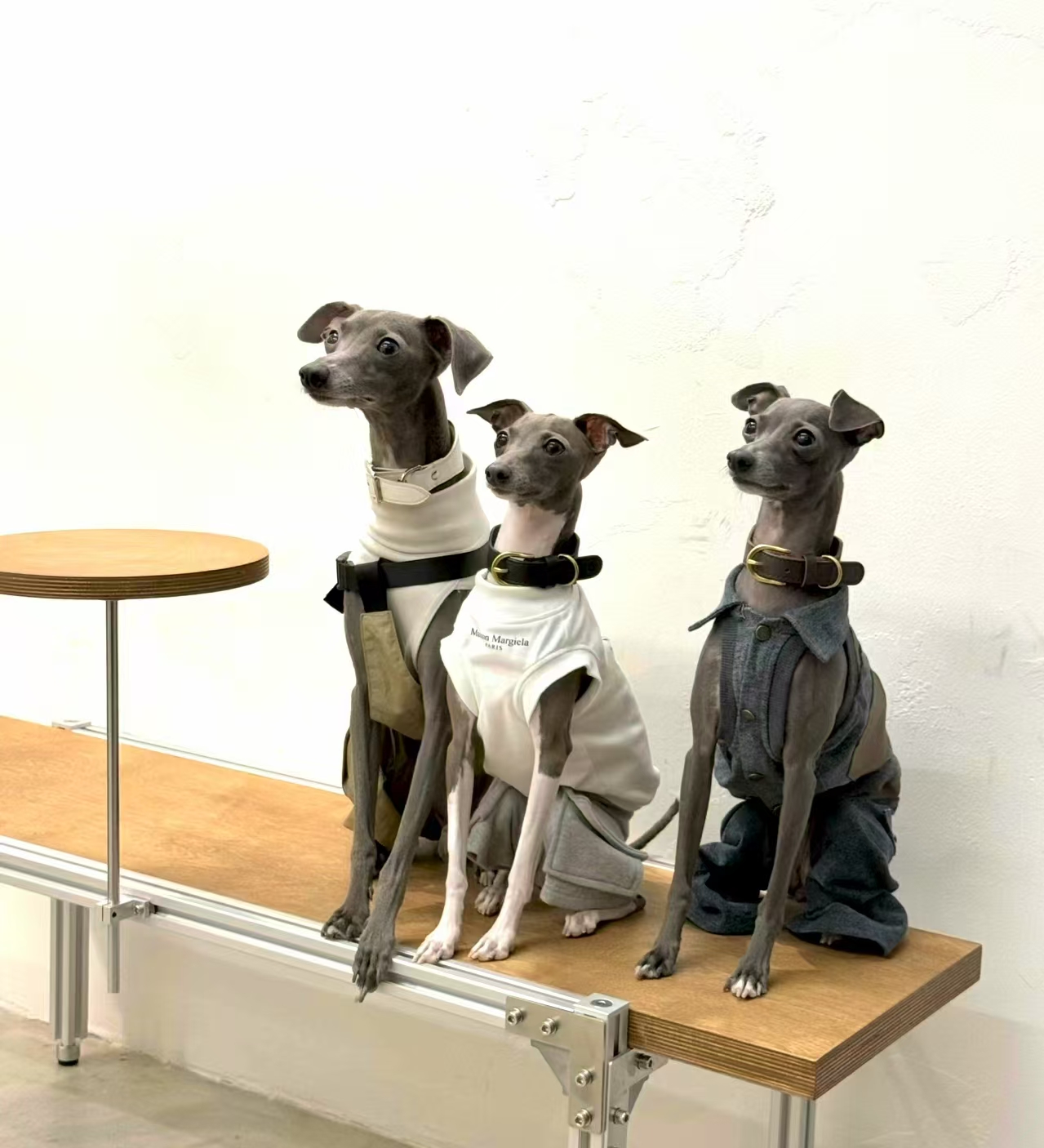 时尚博主 :狗界扛把子 