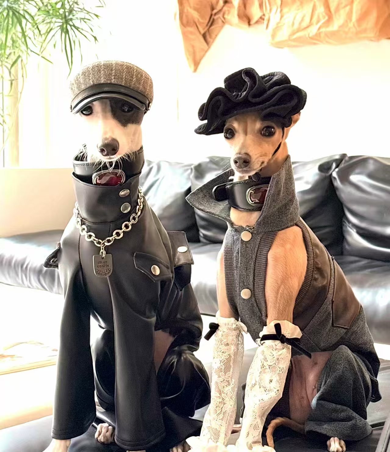 时尚博主 :狗界扛把子 